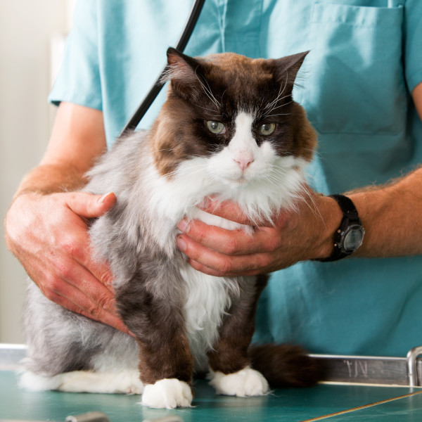 Cottage Grove Veterinary Clinic photo 7