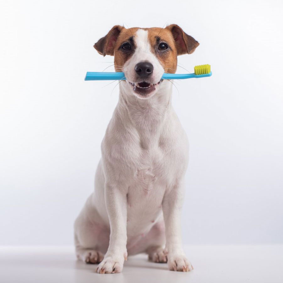 Cottage Grove Veterinary Clinic photo 6