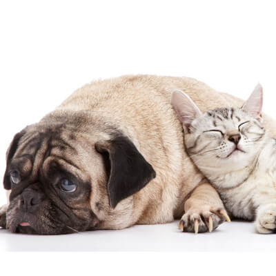 About Cottage Grove Veterinary Clinic in Cottage Grove, OR