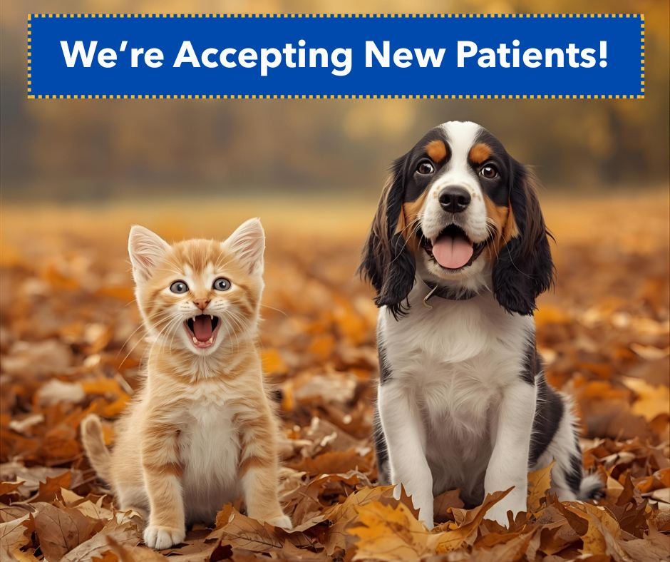 new patients canva
